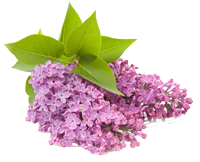 lilacs